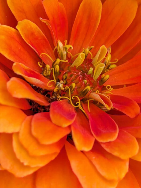 Close-up of a vibrant orange flower with layered petals and visible yellow-tipped stamens at the center.