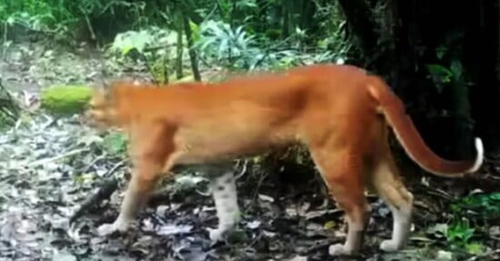 A reddish-orange wild cat with a long tail stands on forest ground covered in leaves and vegetation, near a tree, in a dense, green jungle setting.