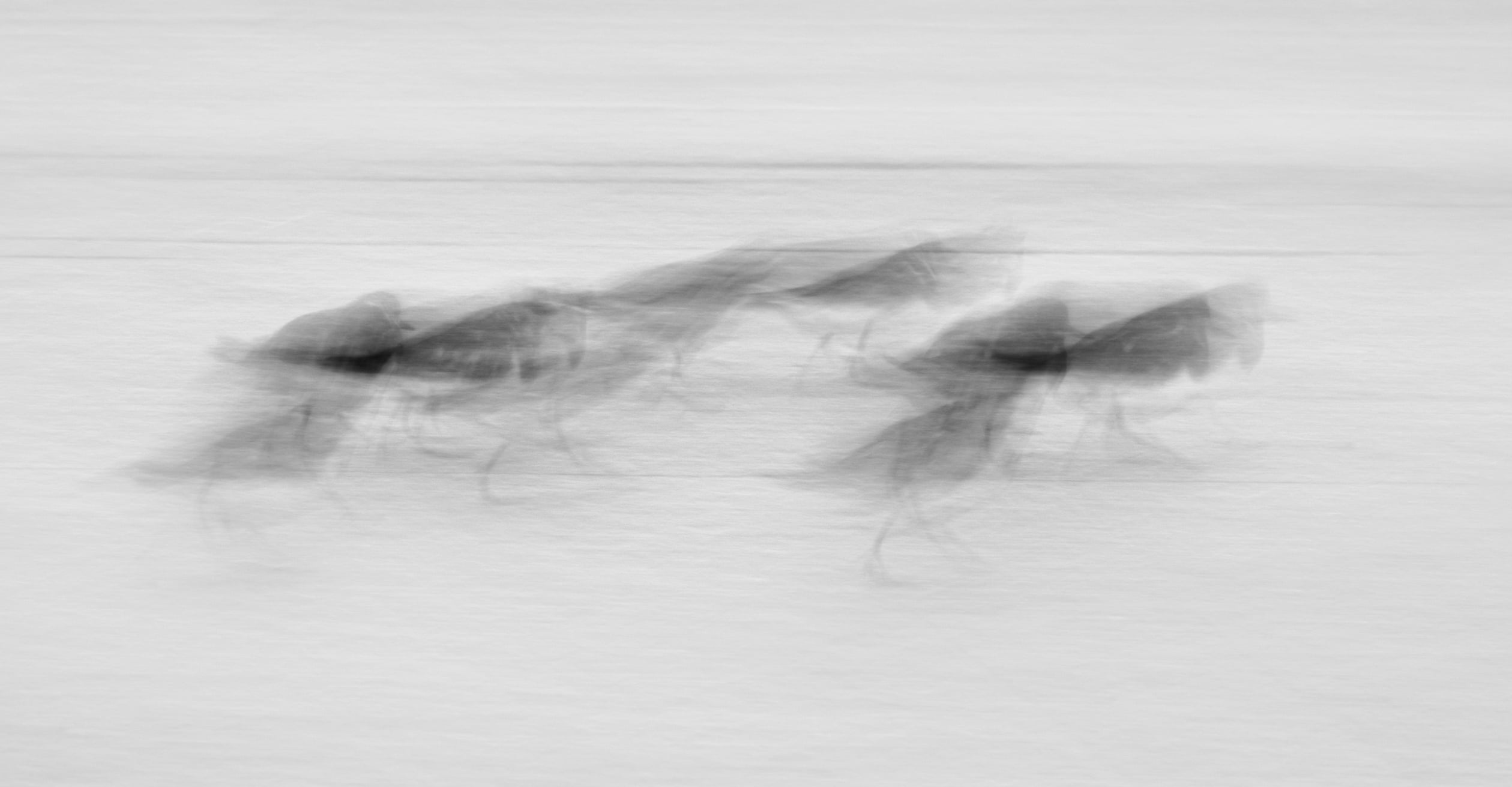 A blurred, black-and-white image shows several birds in motion, creating ghostly, overlapping silhouettes on a textured, light-colored background.
