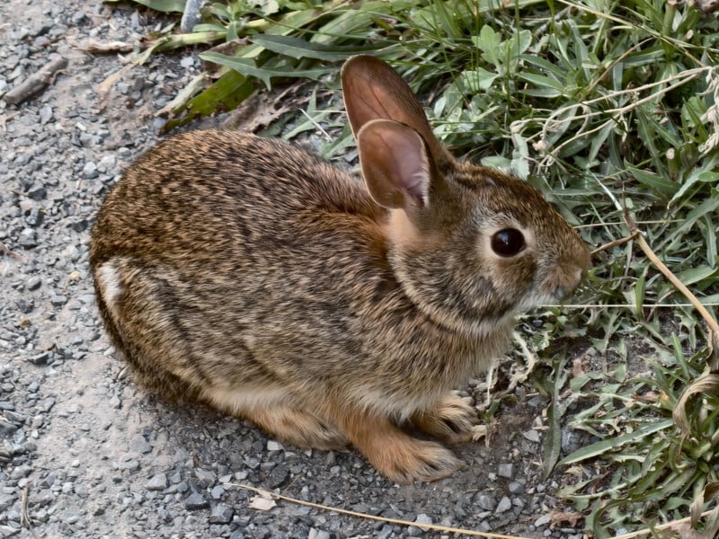 A small brown rabbit with a white patch on its side sits on a gravel path next to green grass and plants.