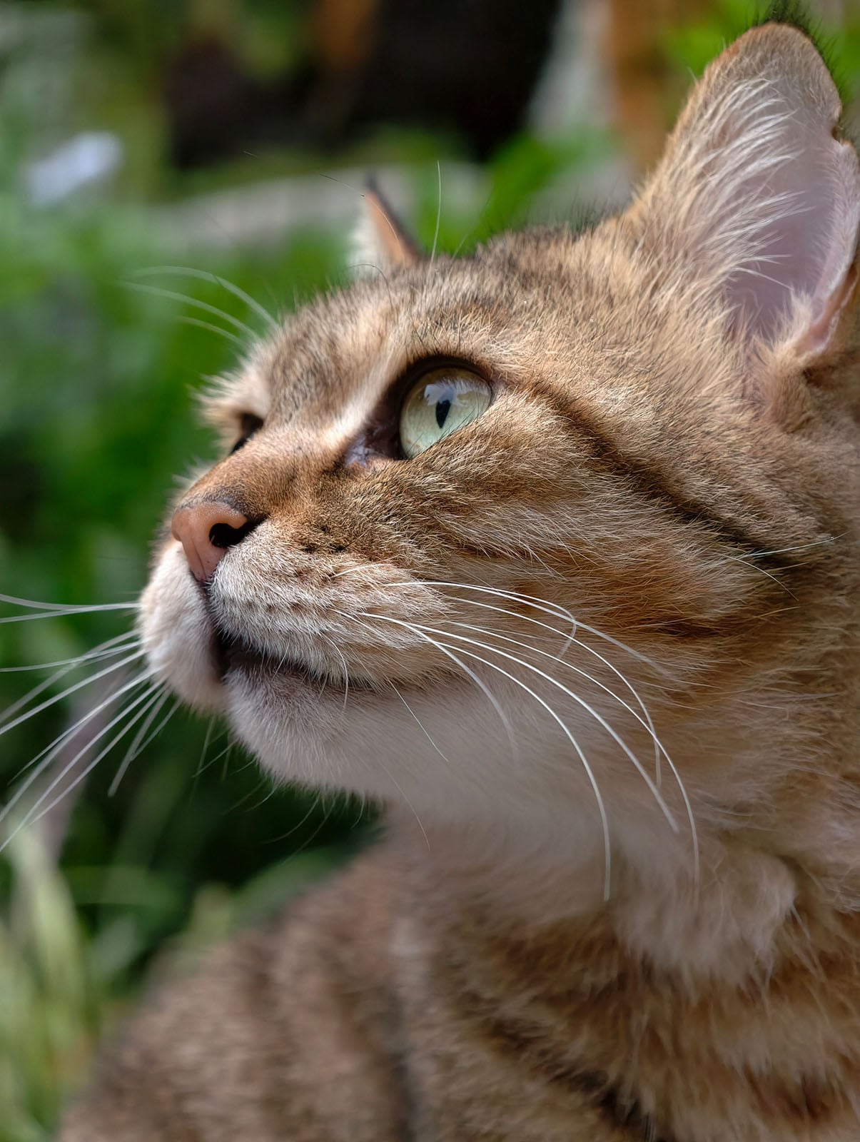 Close-up of a tabby cat’s face in profile, showing green eyes, white whiskers, and light brown fur with dark stripes, against a blurred green outdoor background.