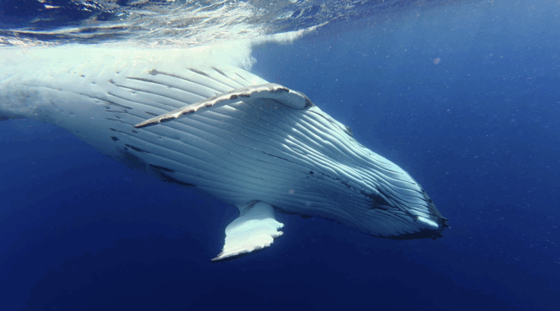 A close-up underwater view of a humpback whale swimming beneath the ocean surface, showing its white underside and long pectoral fin against the deep blue water.