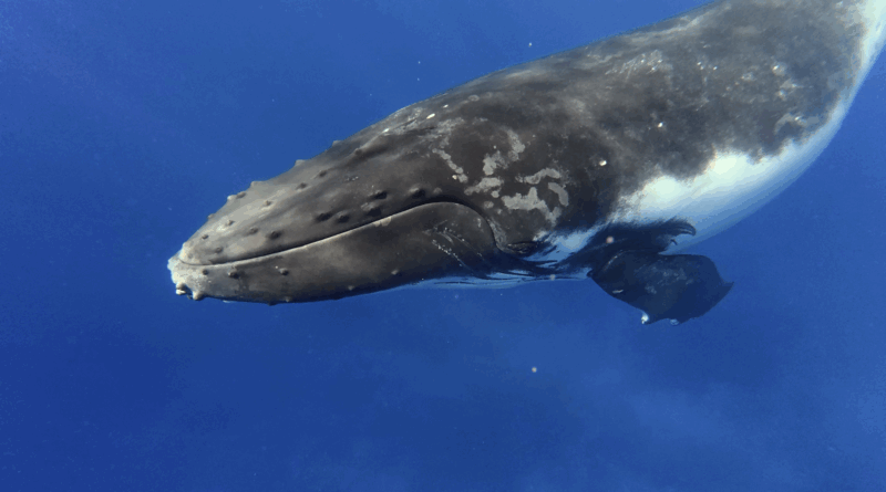 A close-up underwater view of a humpback whale swimming in clear blue water, showing its head, eye, and part of its flipper.