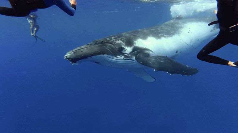 A large humpback whale swims underwater near three snorkelers in wetsuits, surrounded by deep blue ocean. The whale is close to the camera, with its white belly and flippers clearly visible.